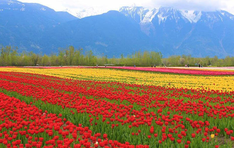 Asia's Largest Tulip Garden, Kashmir